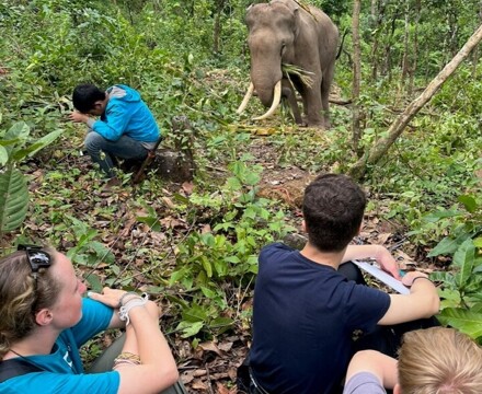 Elephant tracking