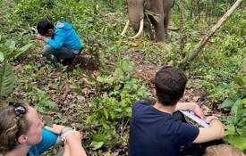 Elephant tracking