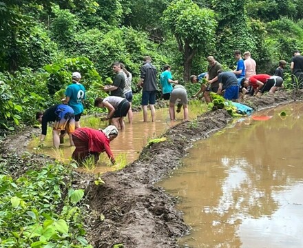 Rice planting