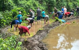 Rice planting
